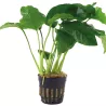 Anubias Barteri Var. Barteri - 101A