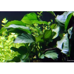Anubias Barteri Var. Barteri - 101A