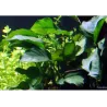 Anubias Barteri Var. Barteri - 101A