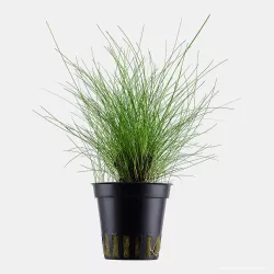 Eleocharis Parvula - 132C