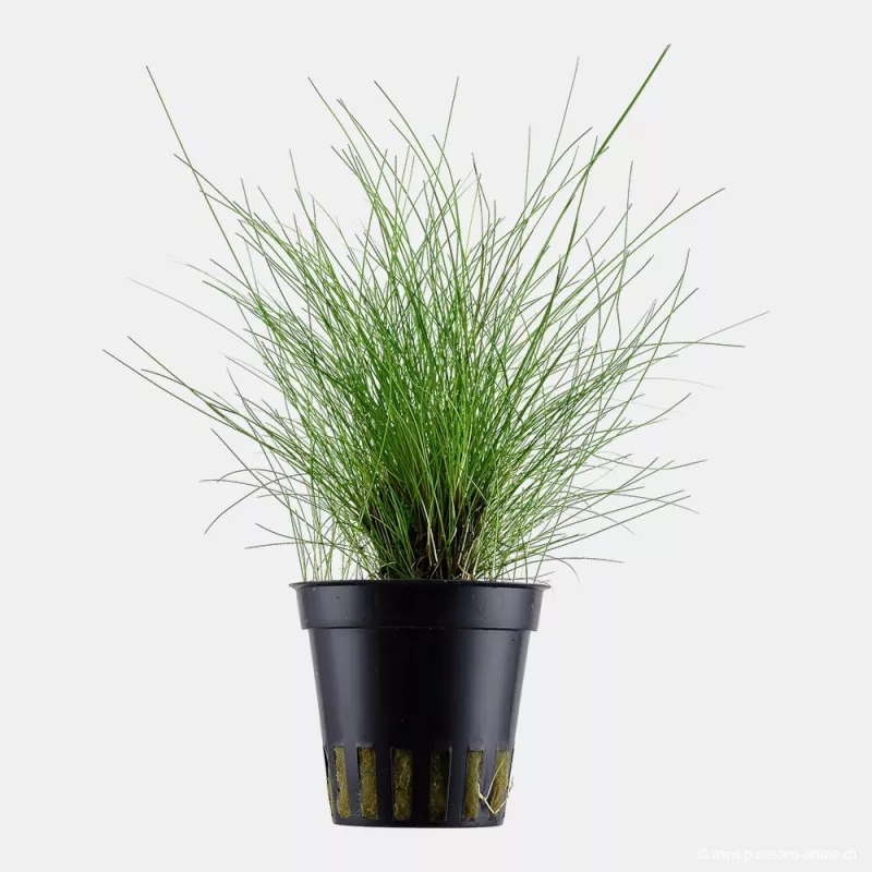 Eleocharis Parvula - 132C
