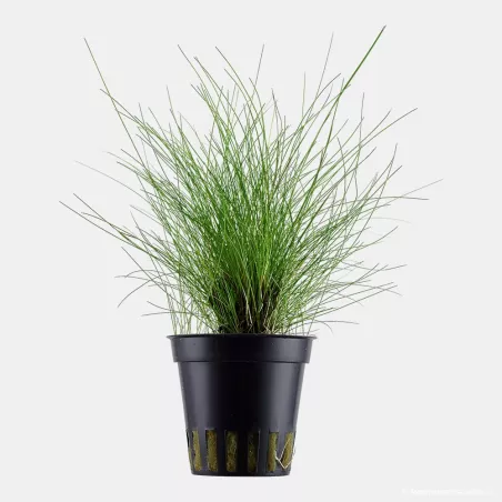 Eleocharis Parvula - 132C