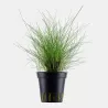 Eleocharis Parvula - 132C