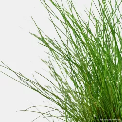 Eleocharis Parvula - 132C
