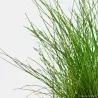 Eleocharis Parvula - 132C
