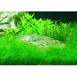 Eleocharis Parvula - 132C