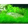 Eleocharis Parvula - 132C