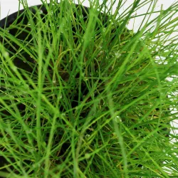 Eleocharis Parvula - 132C