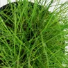Eleocharis Parvula - 132C
