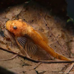 Roter Antennenwels - Ancistrus Sp. Super Red