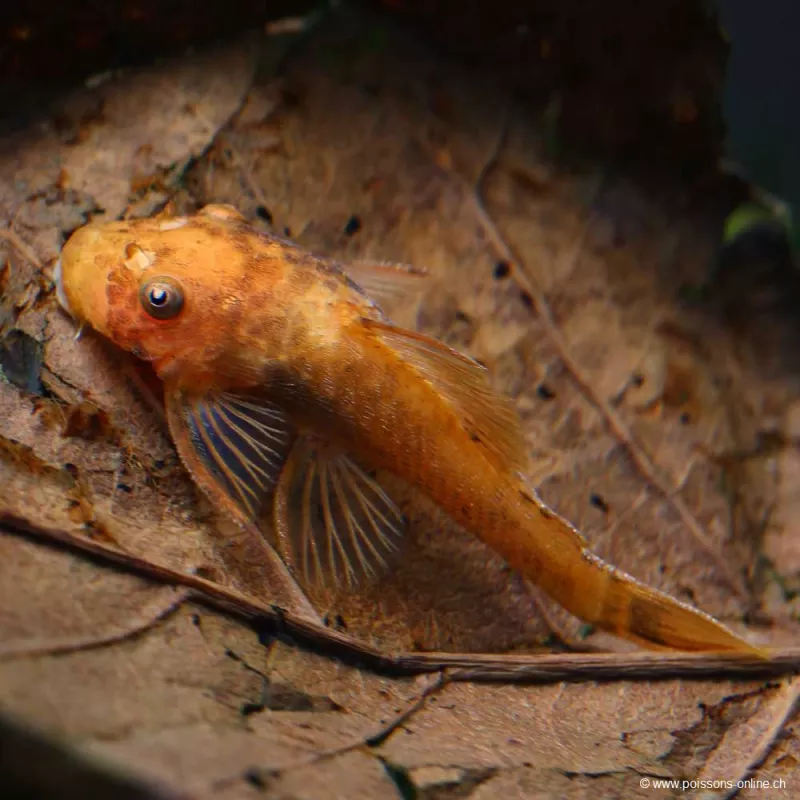 Roter Antennenwels - Ancistrus Sp. Super Red