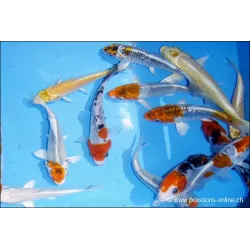 Selezione Assortita Di Koï Carp - Cyprinus Carpio Selected