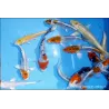 Selezione Assortita Di Koï Carp - Cyprinus Carpio Selected
