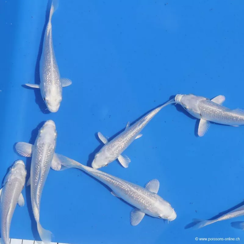 Carpe Koï Platinium - Cyprinus Carpio