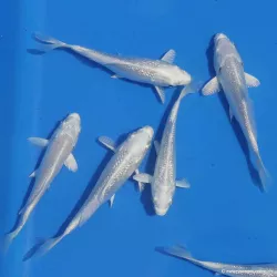 Koï Platinium - Cyprinus Carpio