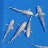 Carpe Koï Platinium - Cyprinus Carpio