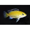 Cichlidé Citron - Labidochromis Caeruleus Sp. Yellow