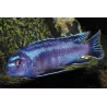 Cichlidé Cobalt - Melanochromis Johanni