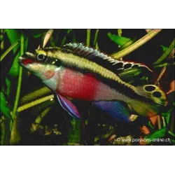 Cichlid Viola - Pelvicachromis Pulcher