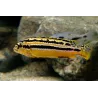 Cichlid A Turchese D'Oro - Melanochromis Auratus