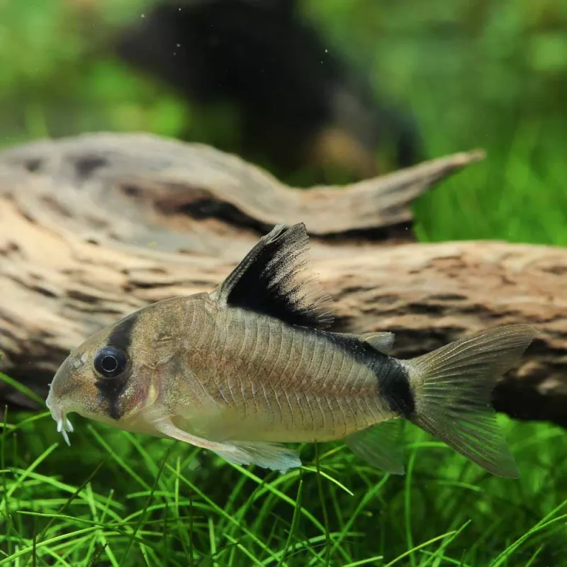 Corydoras À Dos Noir - Corydoras Metae