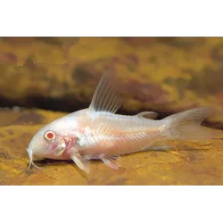 Corydoras Albinos - Corydoras Paleatus Albinos