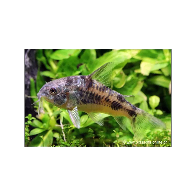 Corydoras Poivré - Corydoras Paleatus