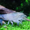 Gamberi Blu Gabon - Atya Gabonensis