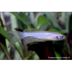 Danio Zèbré Voile - Danio Rerio Voile