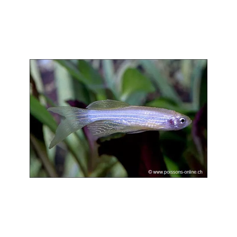 Danio Zèbré Voile - Danio Rerio Voile