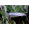 Danio Zèbré Voile - Danio Rerio Voile