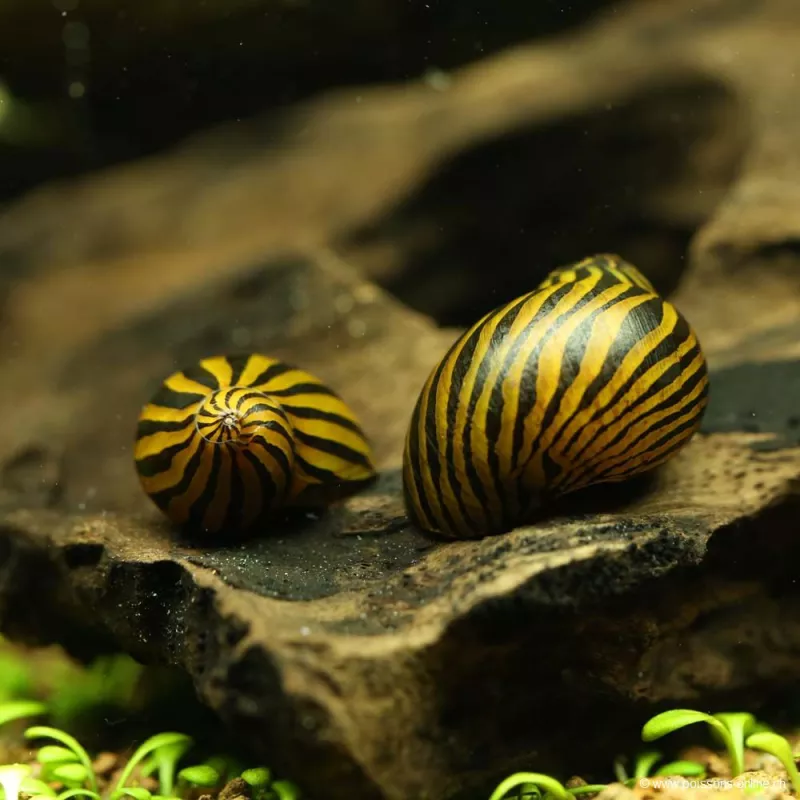 Escargot Zebré - Neritina Zebra