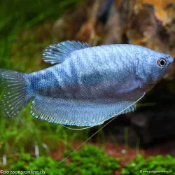 Gourami Blu Di Marmo - Trichogaster Trichopterus Cosby