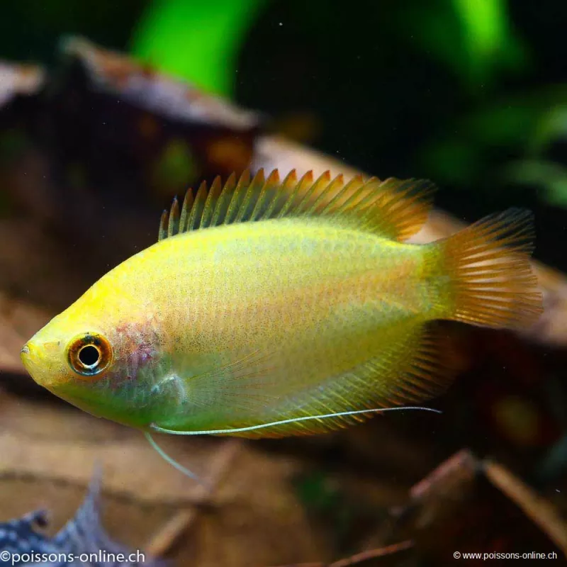 Gourami Oro - Colisa Chuna Gold