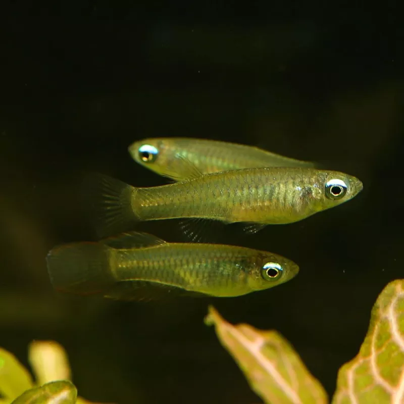 Killie Blue Eyes - Aplocheilichthys Normani