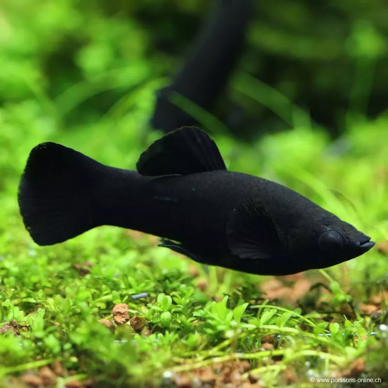 Molly Black - Poecilia Sphenops
