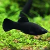 Molly Black - Poecilia Sphenops