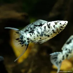 Molly Dalmatien Ha Letto - Poecilia Latipinna