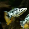 Molly Dalmatien Ha Letto - Poecilia Latipinna