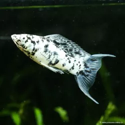 Molly Dalmatien Ha Letto - Poecilia Latipinna