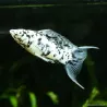 Molly Dalmatien Ha Letto - Poecilia Latipinna