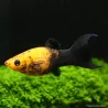 Molly Lyre Nero Gold - Poecilia Sphenops
