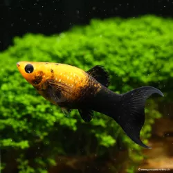 Molly Lyre Nero Gold - Poecilia Sphenops