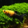 Molly Lyre Nero Gold - Poecilia Sphenops
