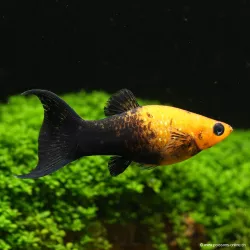 Molly Lyre Nero Gold - Poecilia Sphenops