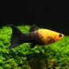 Molly Lyre Nero Gold - Poecilia Sphenops