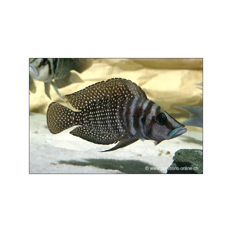 Neolamprologus Calvus - Neolamprologus Calvus