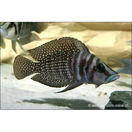Neolamprologus Calvus - Neolamprologus Calvus