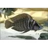 Neolamprologus Calvus - Neolamprologus Calvus