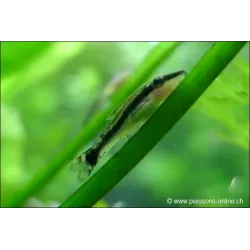 Gebänderter Saugwels - Otocinclus Affinis